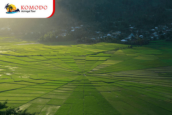 Spider Web Rice Fields (Lingko)