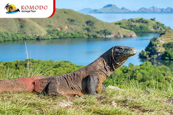 Komodo Island